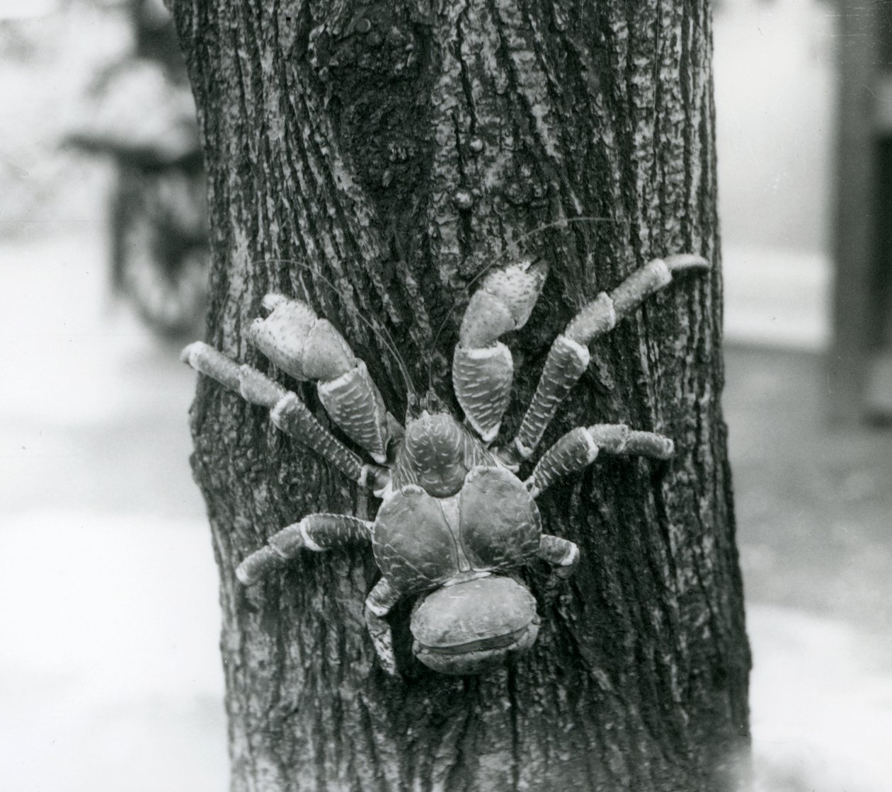 Un cangrejo ladrón de cocos trepando un árbol, Zoológico de Londres, 1927 de Frederick William Bond