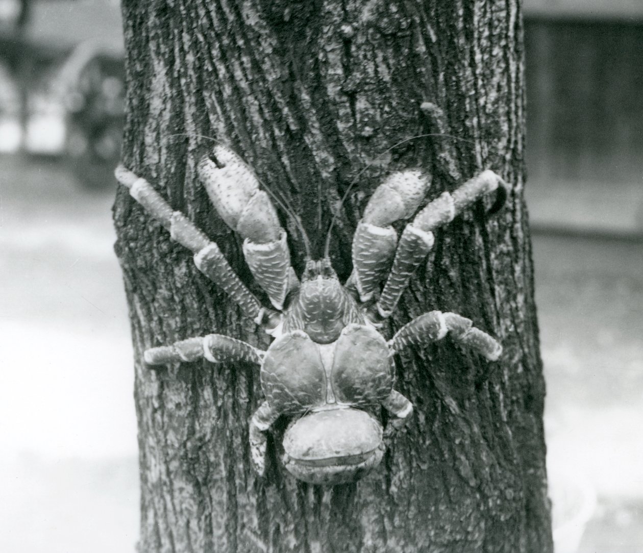 Un cangrejo cocotero, o cangrejo ladrón, trepando un árbol, zoológico de Londres, julio de 1927 de Frederick William Bond