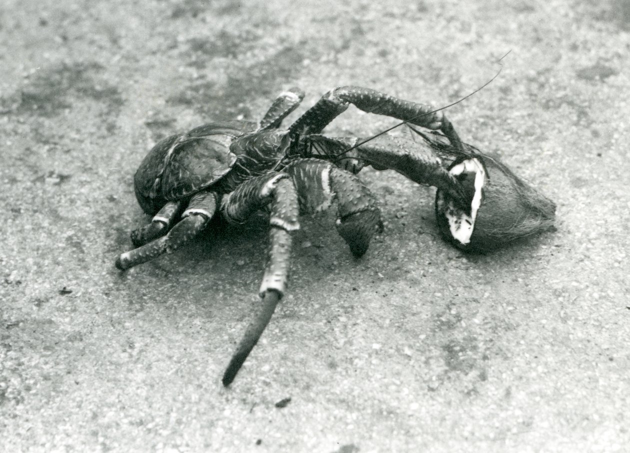 Un cangrejo cocotero, o cangrejo ladrón, alimentándose de coco, zoológico de Londres, julio de 1927 de Frederick William Bond