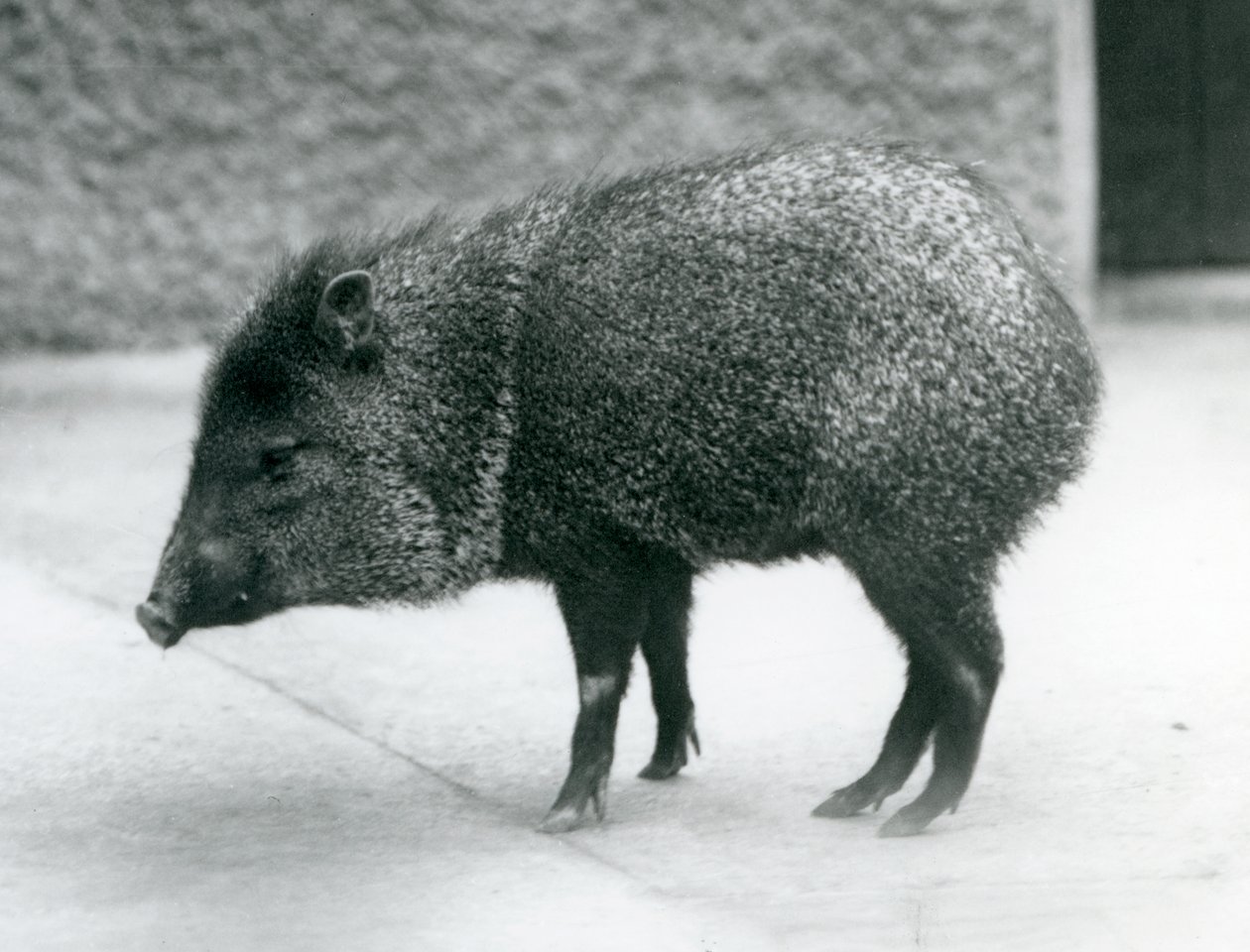 Un pecarí de collar en el Zoológico de Londres, 1927 de Frederick William Bond