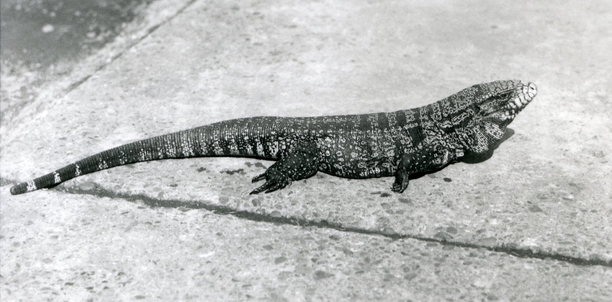Un Tegu Común Dorado Negro Colombiano o Lagarto Tigre en el Zoológico de Londres en agosto de 1926 de Frederick William Bond