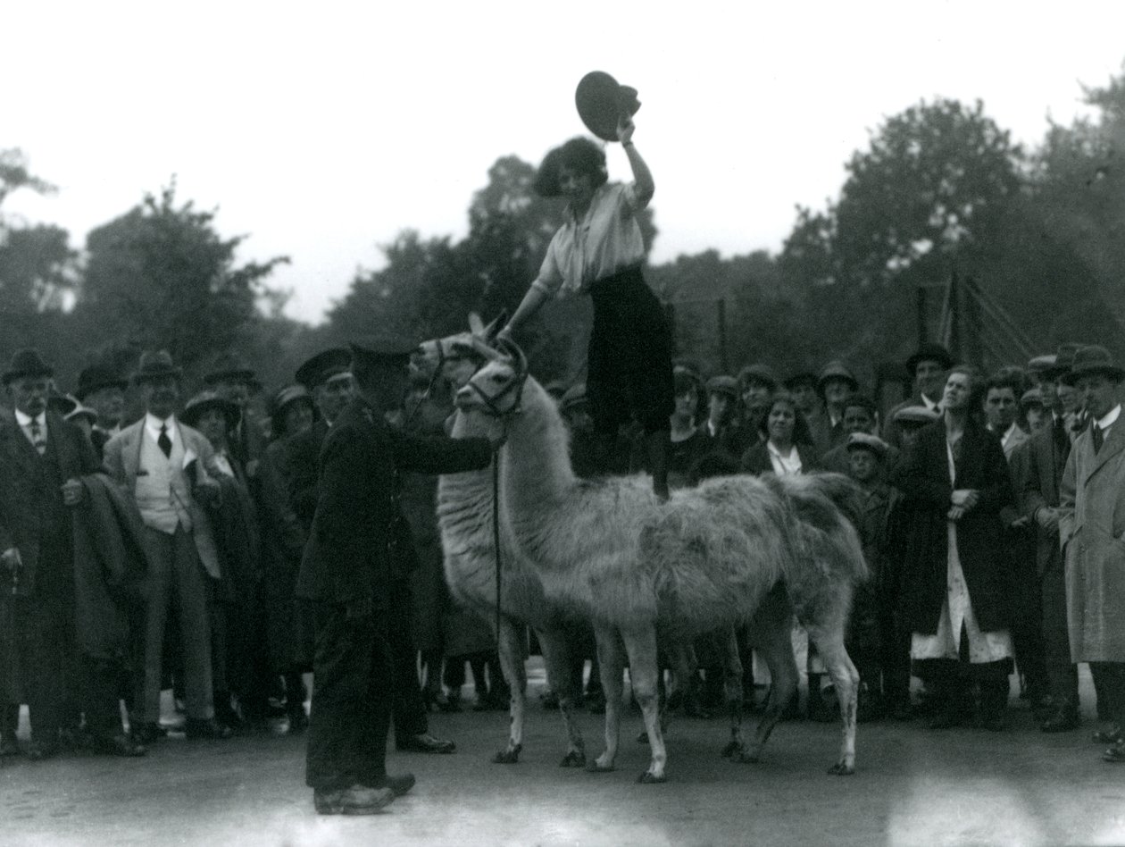 Una vaquera se para a horcajadas sobre dos llamas durante una visita al zoológico de Londres en 1924 de Frederick William Bond