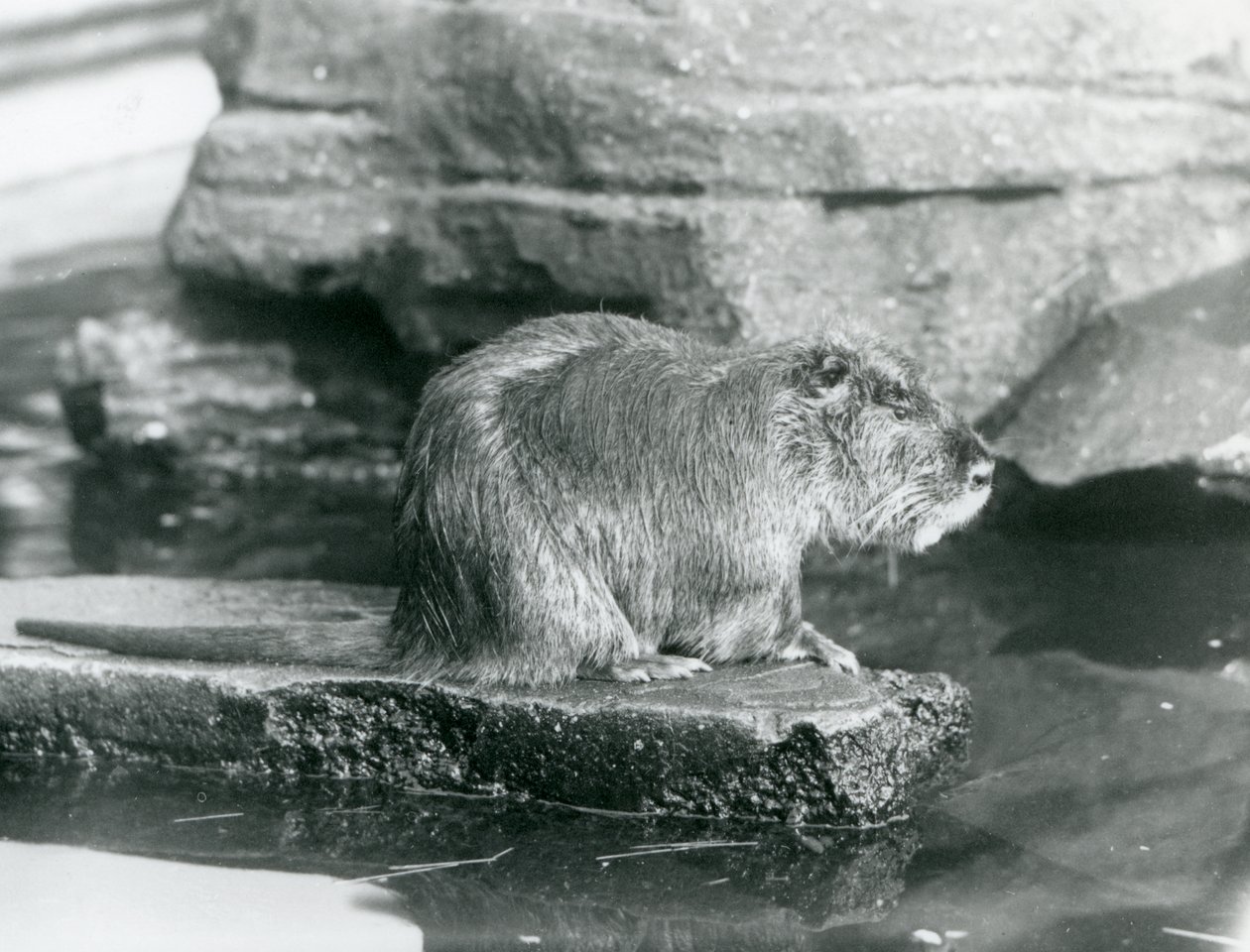 Un coipo sentado en un saliente rocoso en una piscina en su recinto en el Zoológico de Londres, febrero de 1928 de Frederick William Bond