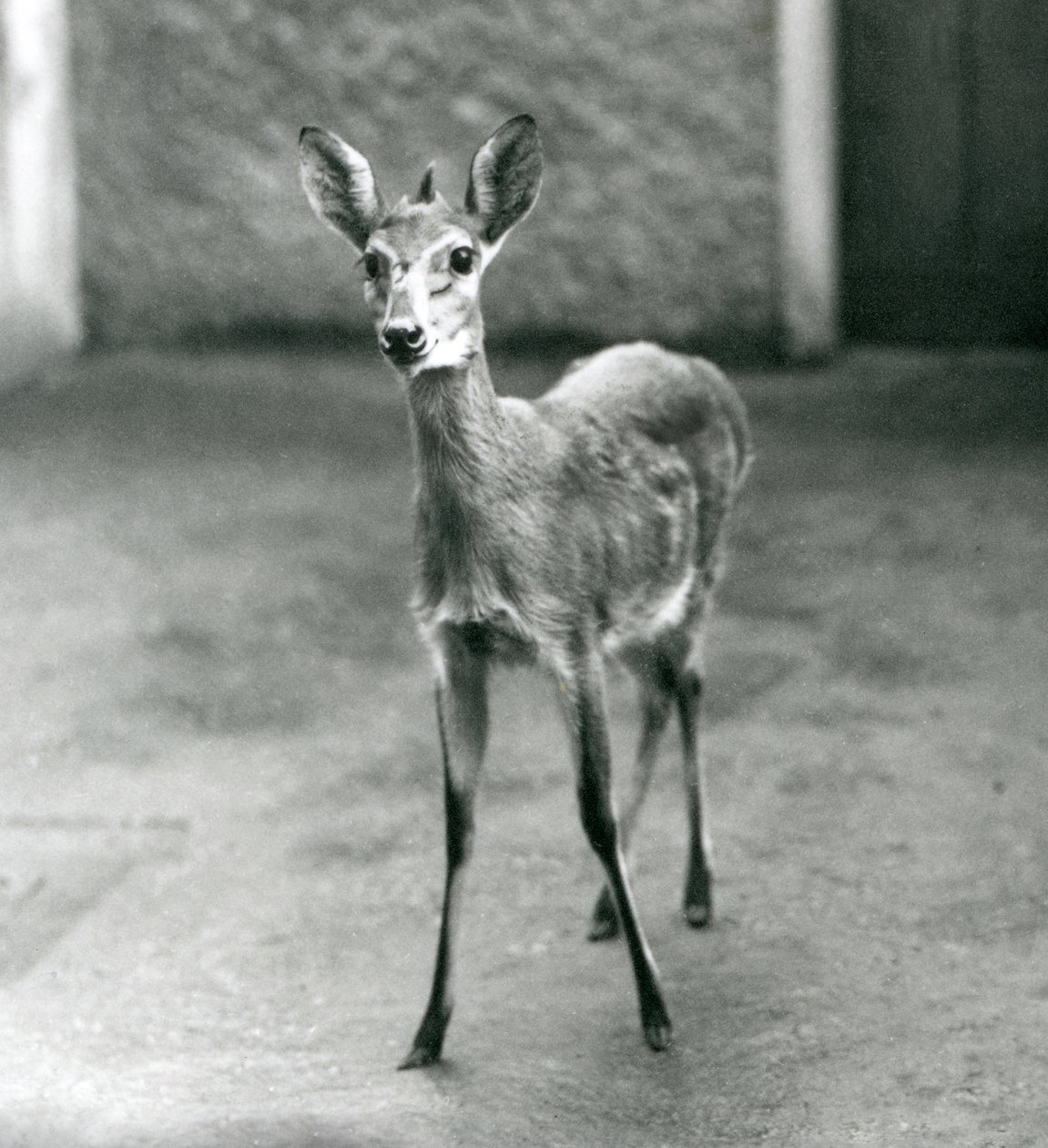 Un Duiker de Bush de África Occidental Coronado en el Zoológico de Londres en agosto de 1927 de Frederick William Bond