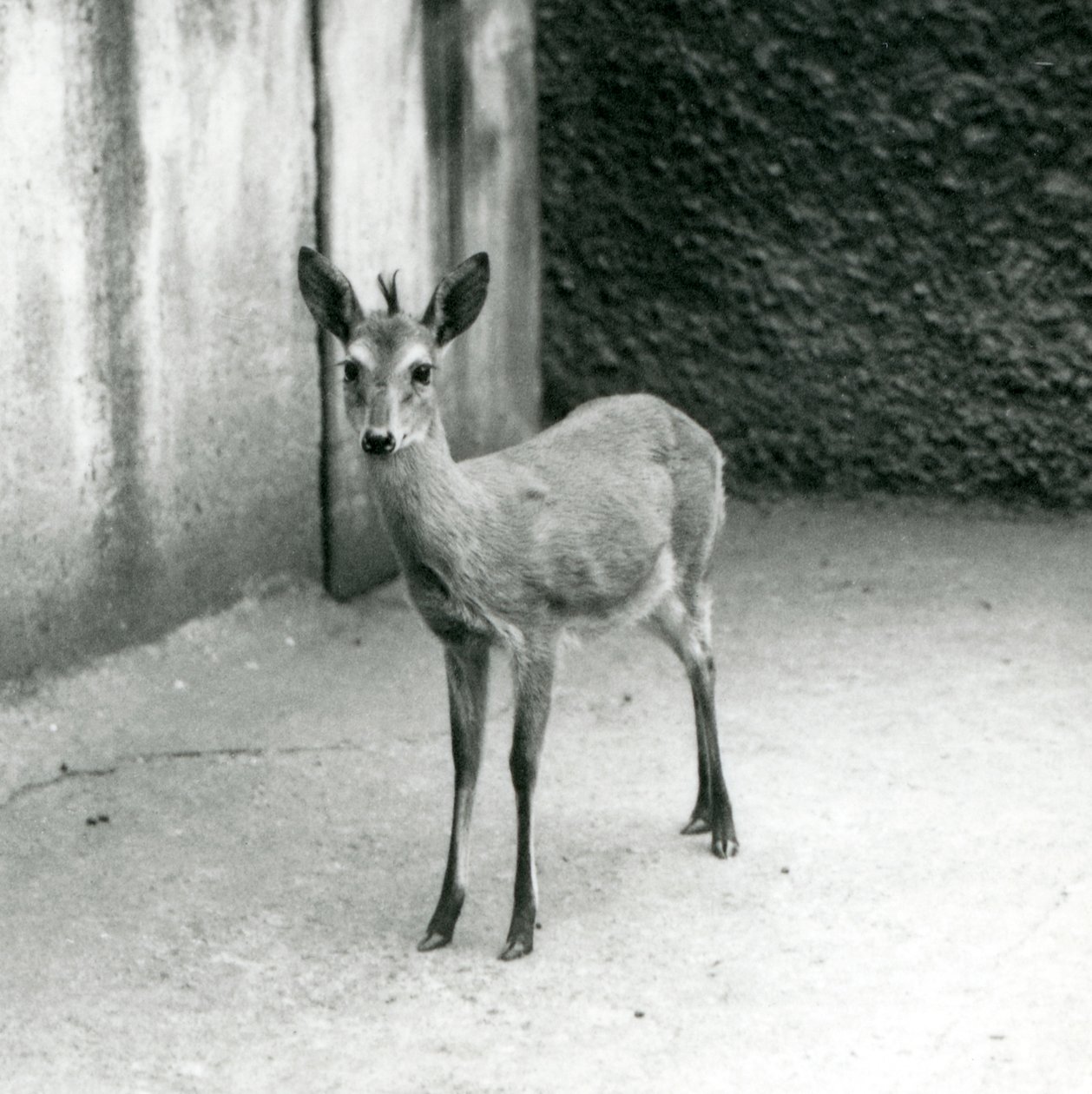 Un Duiker de Bush de África Occidental Coronado en el Zoológico de Londres en agosto de 1927 de Frederick William Bond