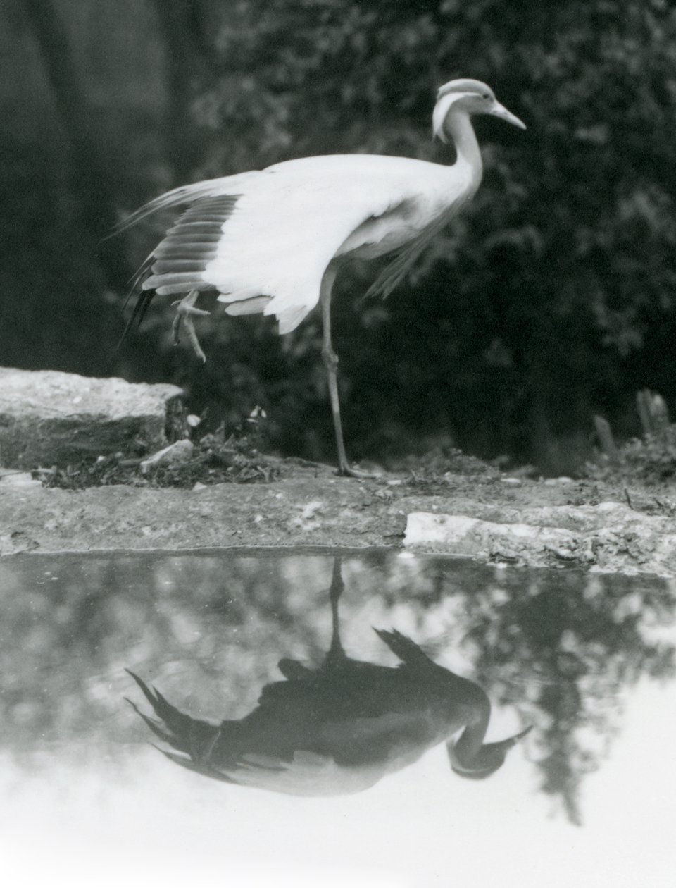 Una Grulla Damisela de pie, sobre una pata, con su reflejo en el estanque abajo, Zoológico de Londres de Frederick William Bond