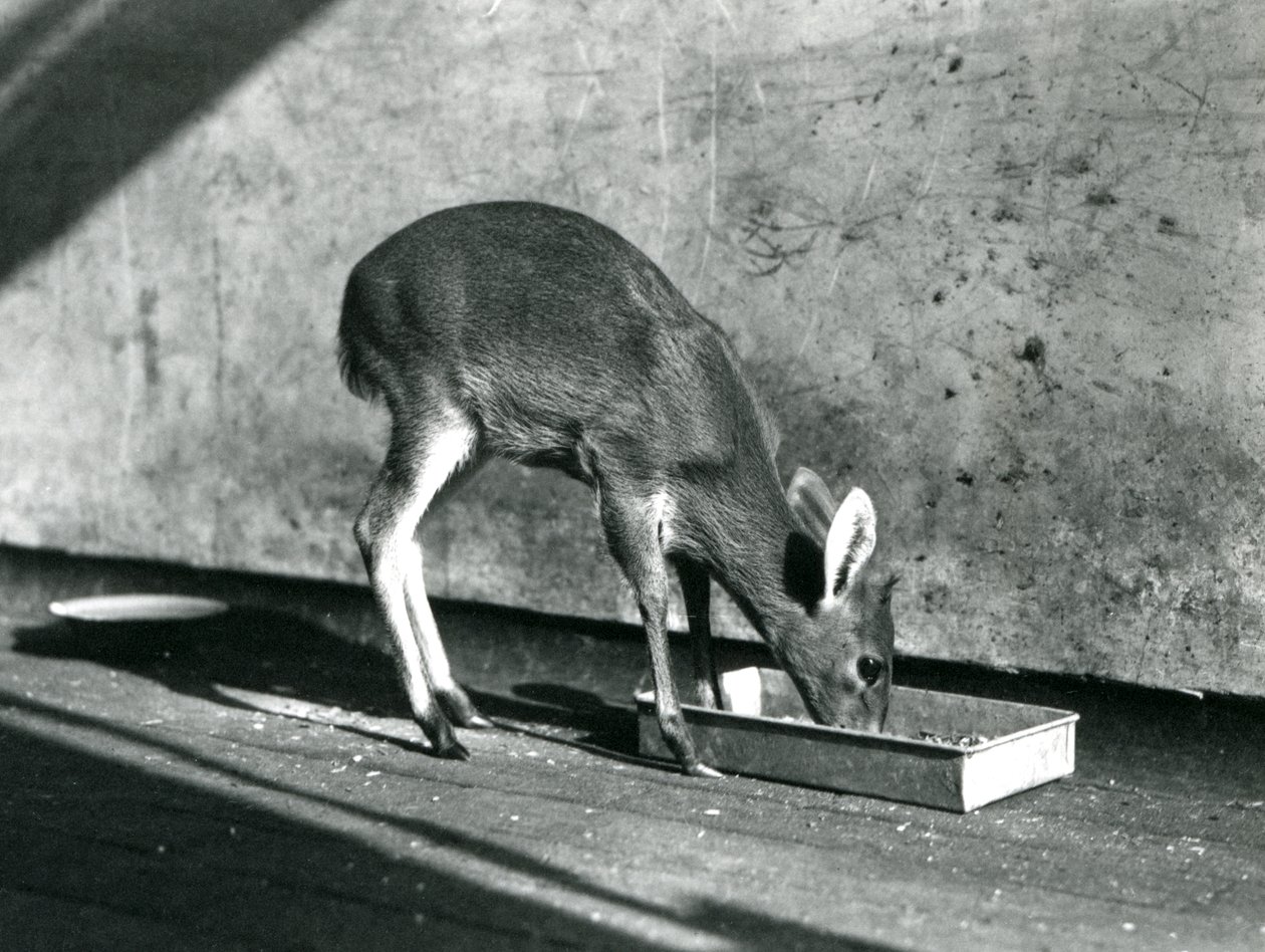 Un duiker alimentándose de una bandeja en el suelo, Zoológico de Londres, julio de 1925 de Frederick William Bond