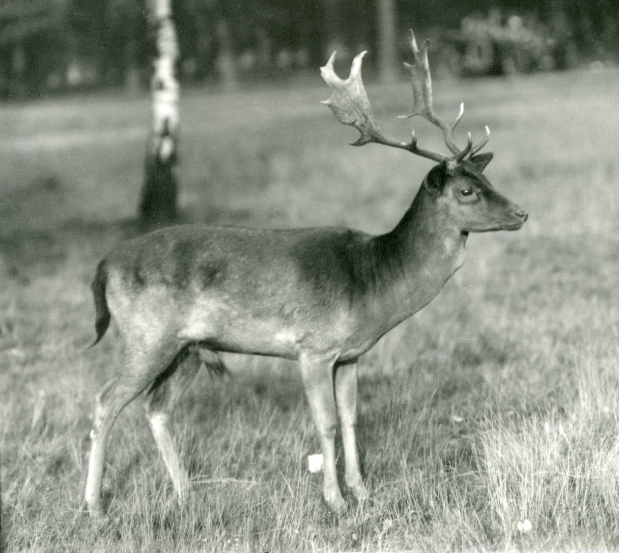 Un ciervo dama en el Zoológico de Londres en octubre de 1924 de Frederick William Bond