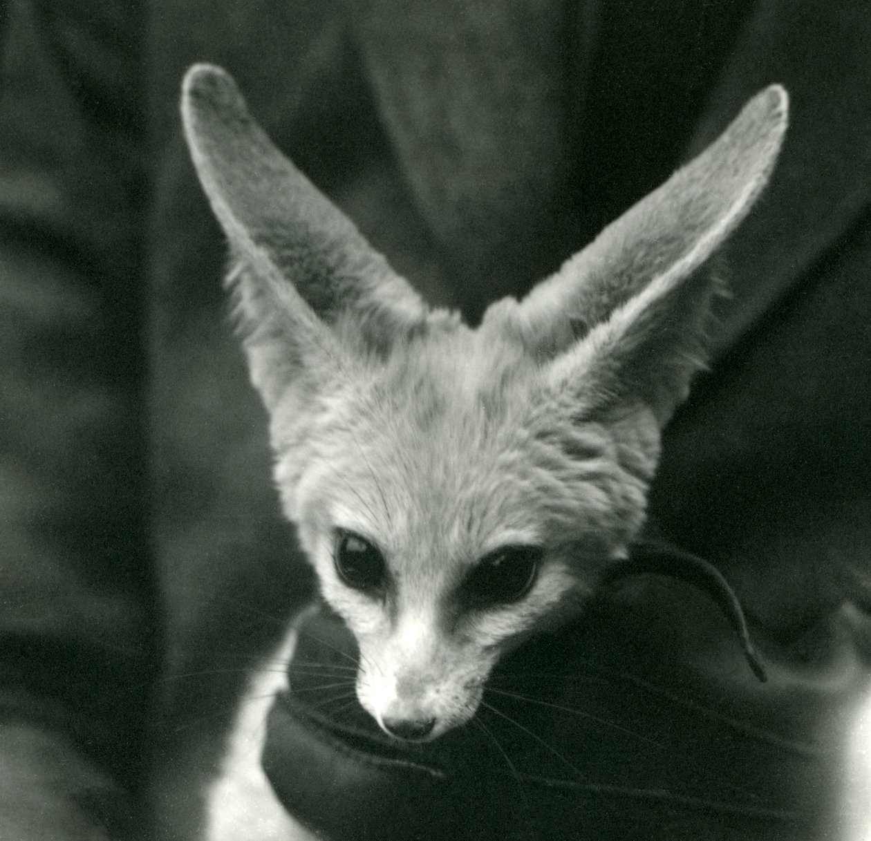 Un zorro fénec sostenido por un cuidador con guantes, 1924 de Frederick William Bond