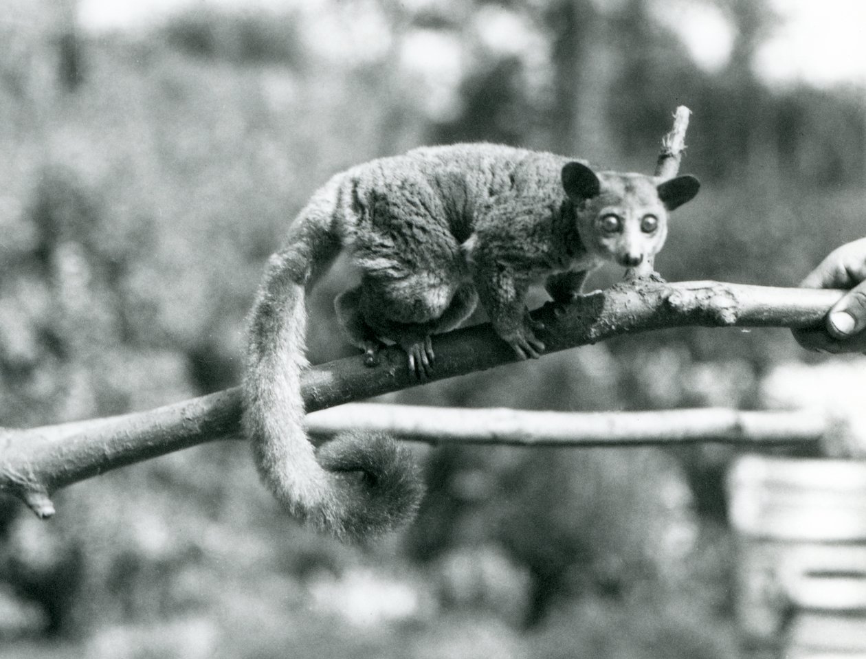 Un galago caminando por una rama sostenida por un cuidador, Zoológico de Londres de Frederick William Bond