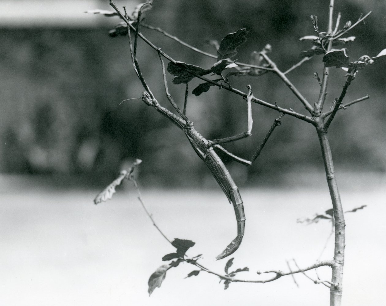 Un insecto palo gigante camuflado en una rama en el Zoológico de Londres en 1923 de Frederick William Bond