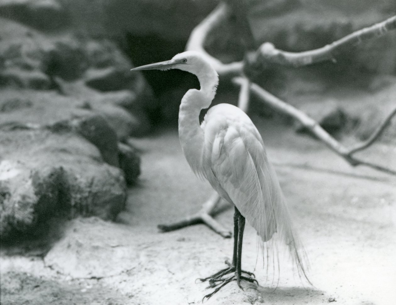 Una gran garza blanca en plumaje de cría, de pie en el suelo de su recinto en el Zoológico de Londres en junio de 1928 de Frederick William Bond