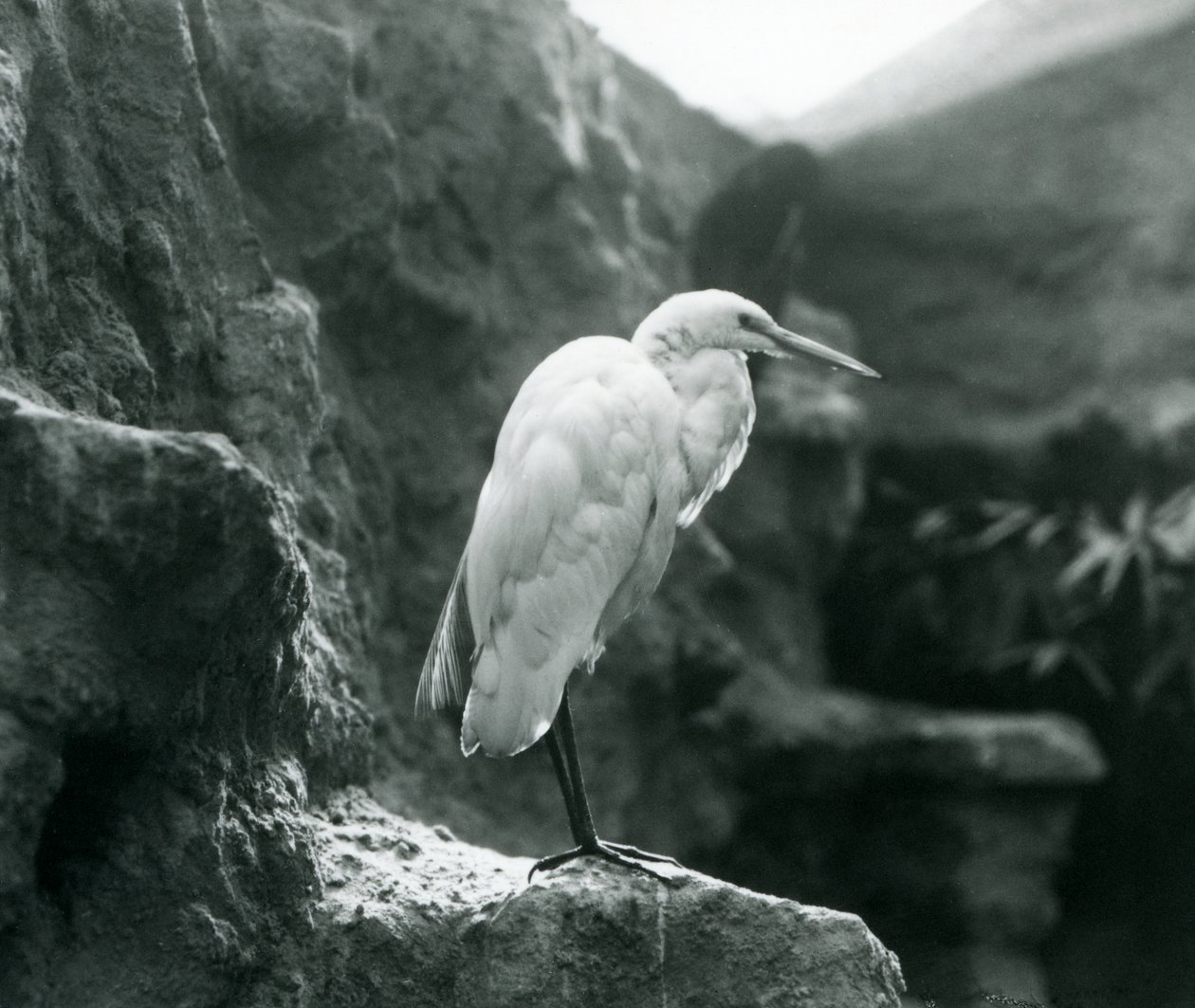 Una garza real común o garza blanca grande de pie sobre una roca en el Zoológico de Londres en septiembre de 1927 de Frederick William Bond