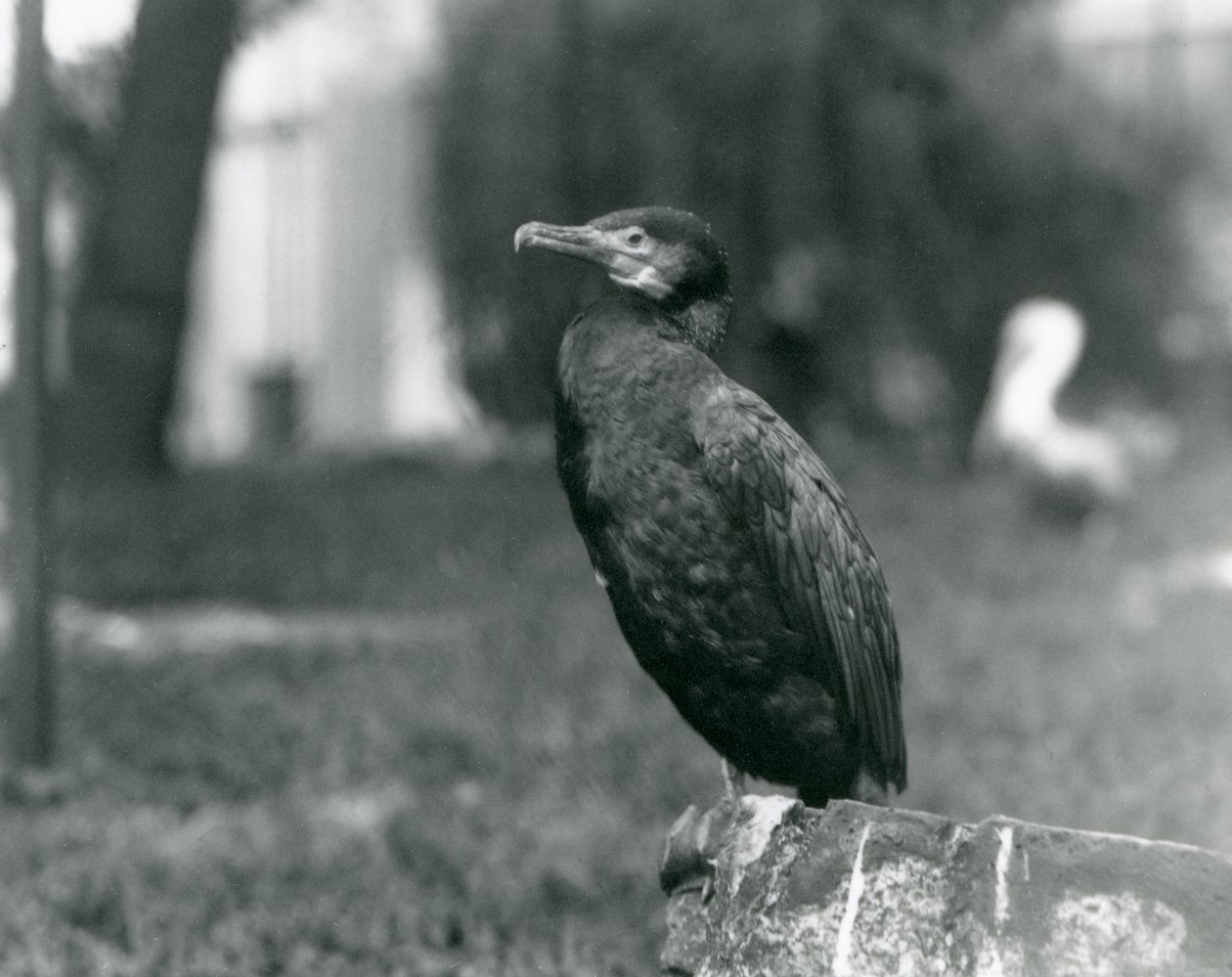 Un cormorán grande en el Zoológico de Londres en septiembre de 1927 de Frederick William Bond