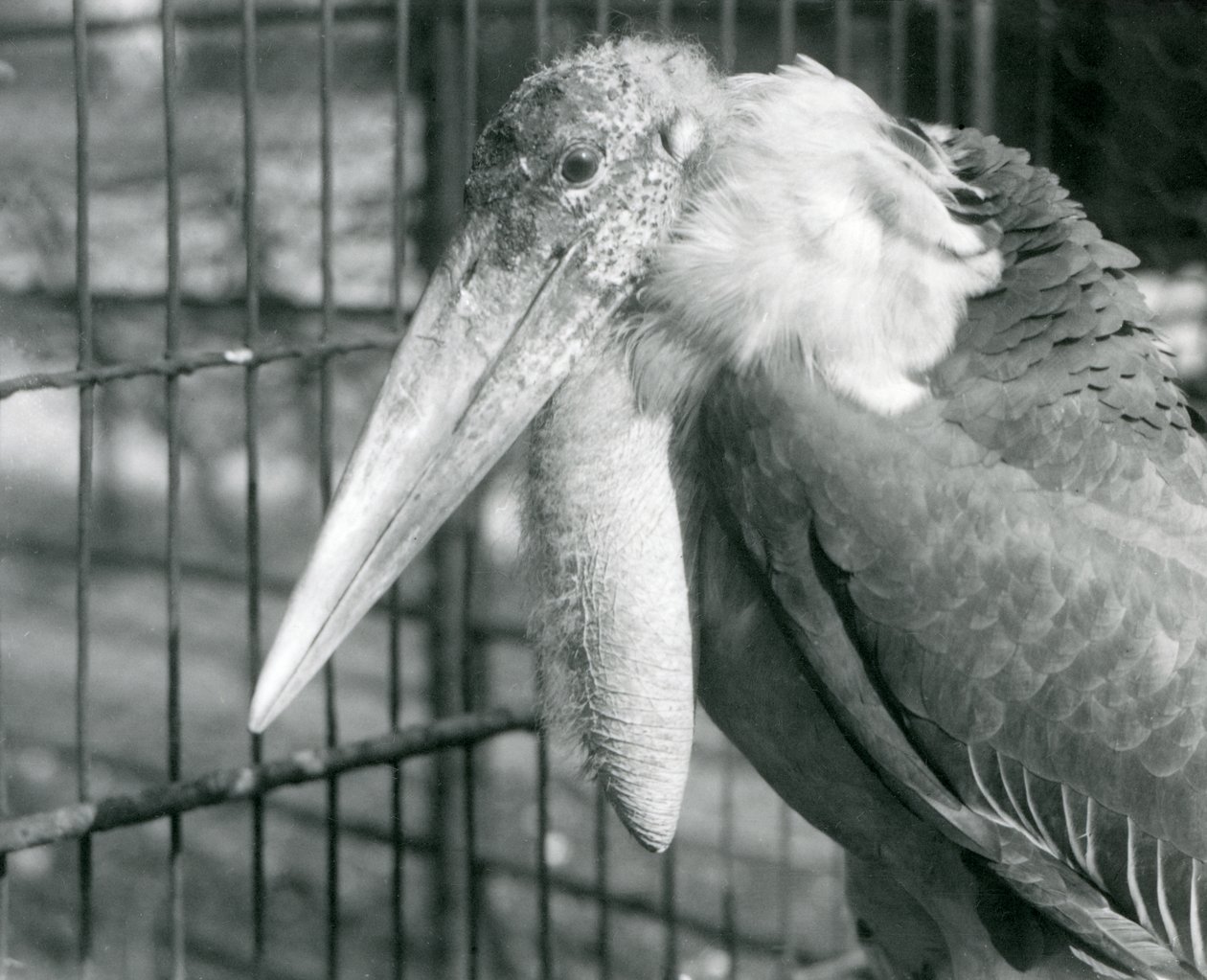 Un cigüeña adjutante mayor en el Zoológico de Londres en julio de 1925 de Frederick William Bond