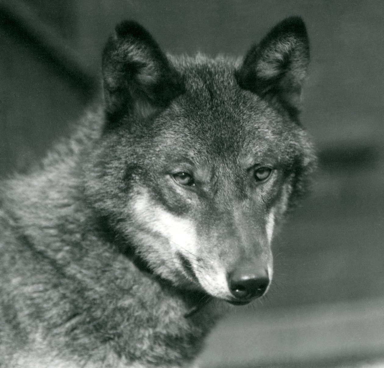 Un lobo gris en el Zoológico de Londres, 1925 de Frederick William Bond