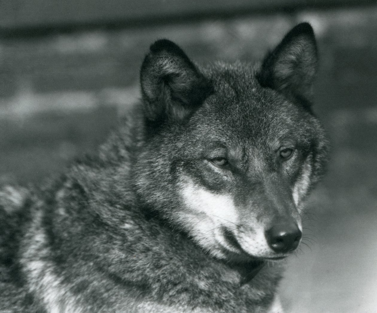 Un lobo gris en el Zoológico de Londres, 1925 de Frederick William Bond
