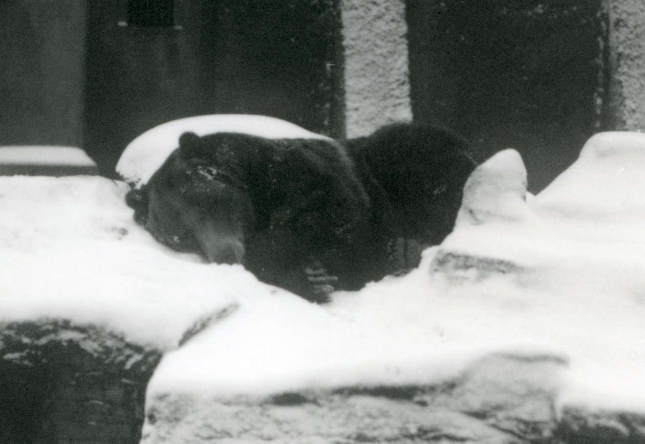 Un oso grizzly durmiendo en la nieve, Zoológico de Londres, 1924 de Frederick William Bond