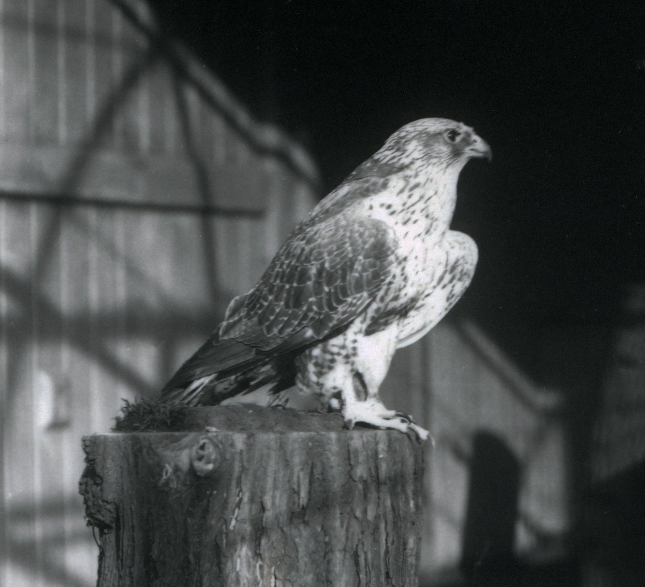 Un halcón gerifalte descansando sobre un tronco, Zoológico de Londres, diciembre 1925 de Frederick William Bond