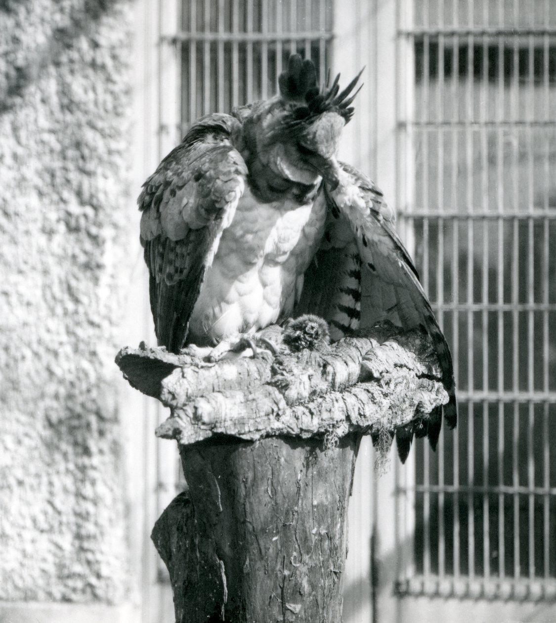 Un águila harpía en el zoológico de Londres, abril de 1914 de Frederick William Bond