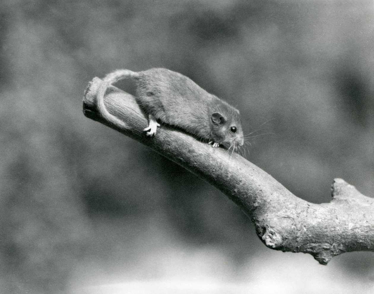 Un Lirón Común en una rama, Zoológico de Londres de Frederick William Bond