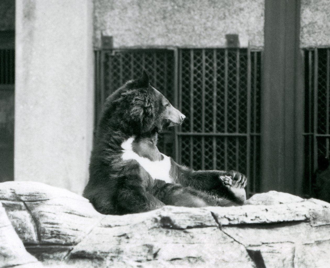Un oso negro del Himalaya sentado en las rocas, sosteniendo sus dedos, zoológico de Londres de Frederick William Bond
