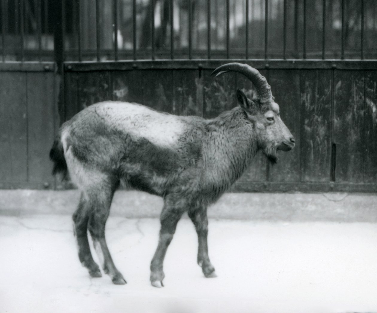 Un íbice del Himalaya en el Zoológico de Londres, 1927 de Frederick William Bond