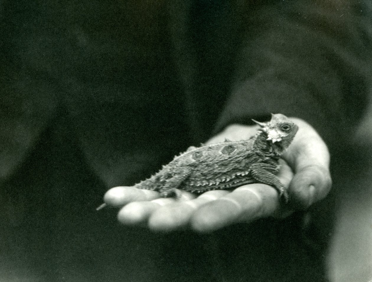 Un lagarto cornudo descansa en la mano de su cuidador, zoológico de Londres, abril de 1923 de Frederick William Bond