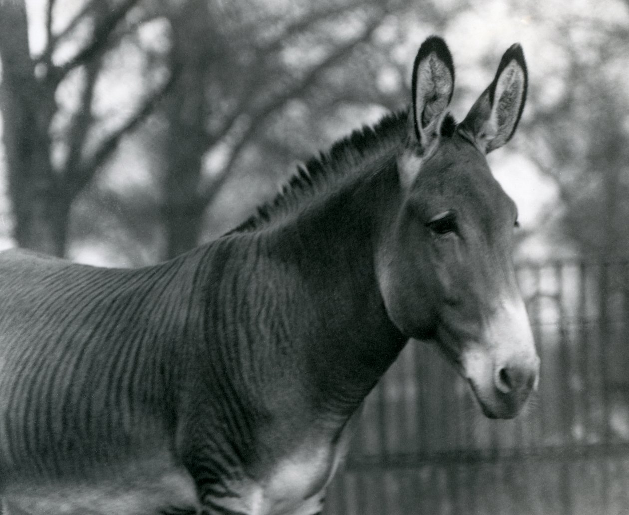 Una cebra híbrida en el Zoológico de Londres en julio de 1924 de Frederick William Bond