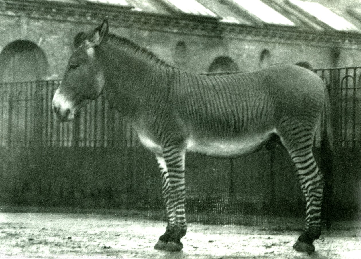 Un híbrido de cebra en su recinto en el Zoológico de Londres, 1924 de Frederick William Bond