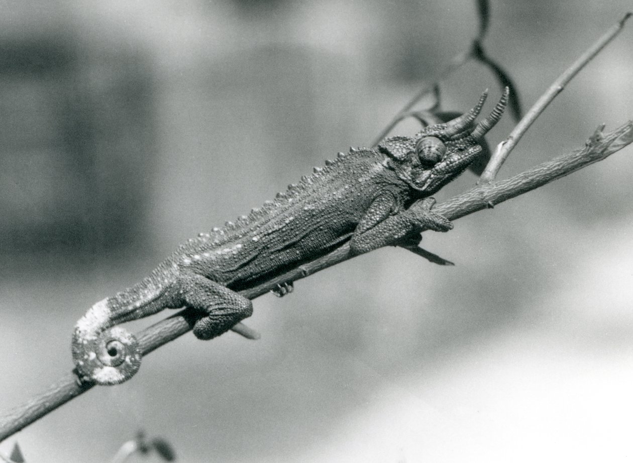 Un camaleón de Jackson aferrado a una rama, Zoológico de Londres, agosto de 1926 de Frederick William Bond