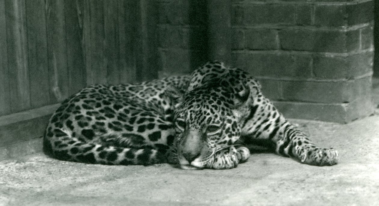 Jaguar descansando en el Zoológico de Londres, junio de 1924 de Frederick William Bond