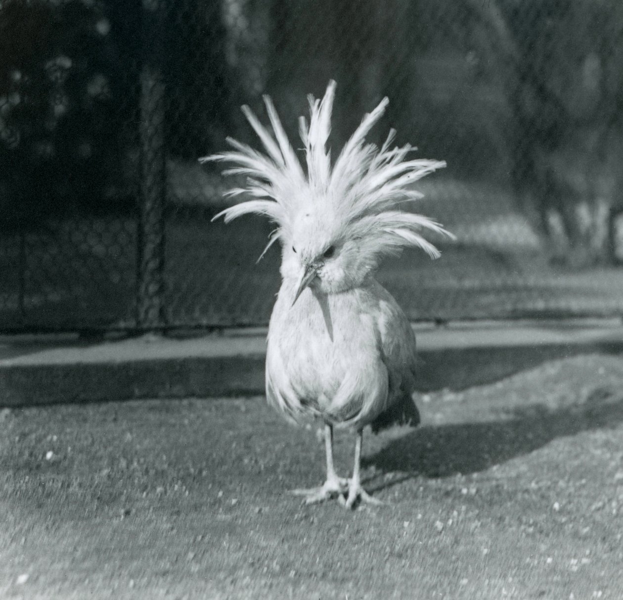 Un Kagu o Cagu mostrando sus plumas de cresta en el Zoológico de Londres, junio de 1921 de Frederick William Bond