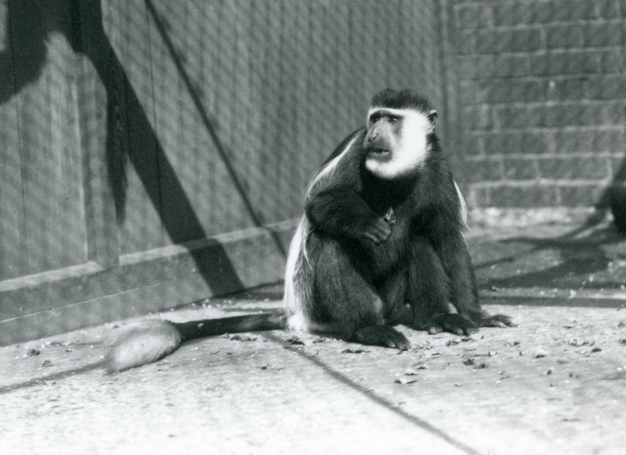 Un mono colobo blanco y negro Kikuyu sentado en su recinto en el Zoológico de Londres en julio de 1925 de Frederick William Bond