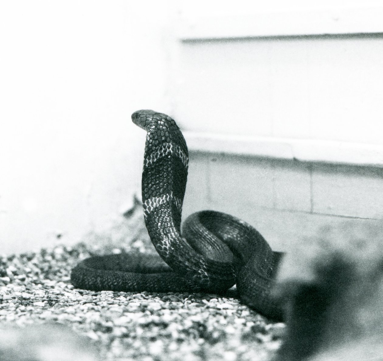 Una cobra real en el Zoológico de Londres, octubre de 1925 de Frederick William Bond