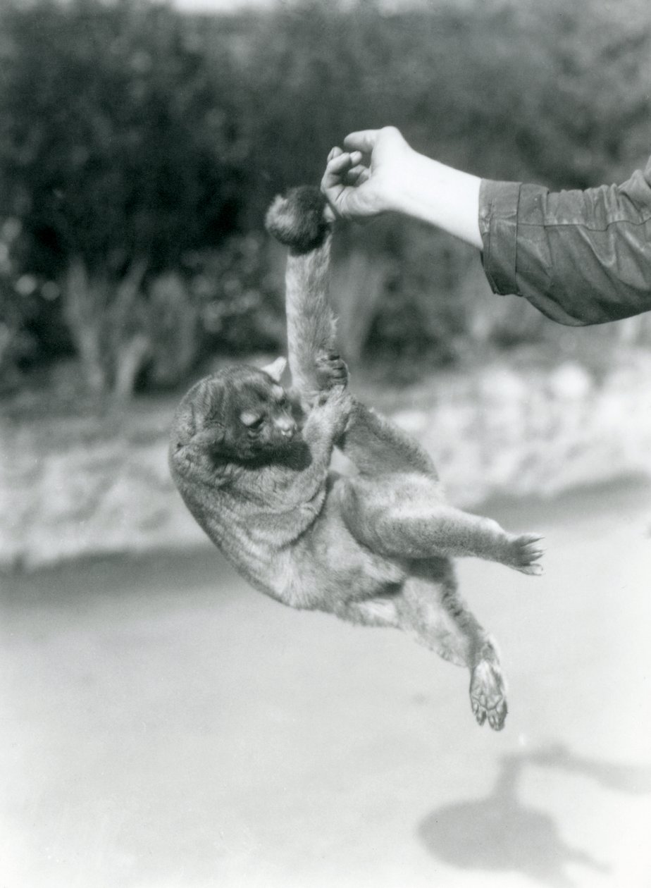 Un kinkajú suspendido del dedo de un cuidador por su cola prensil, Zoológico de Londres, septiembre de 1925 de Frederick William Bond