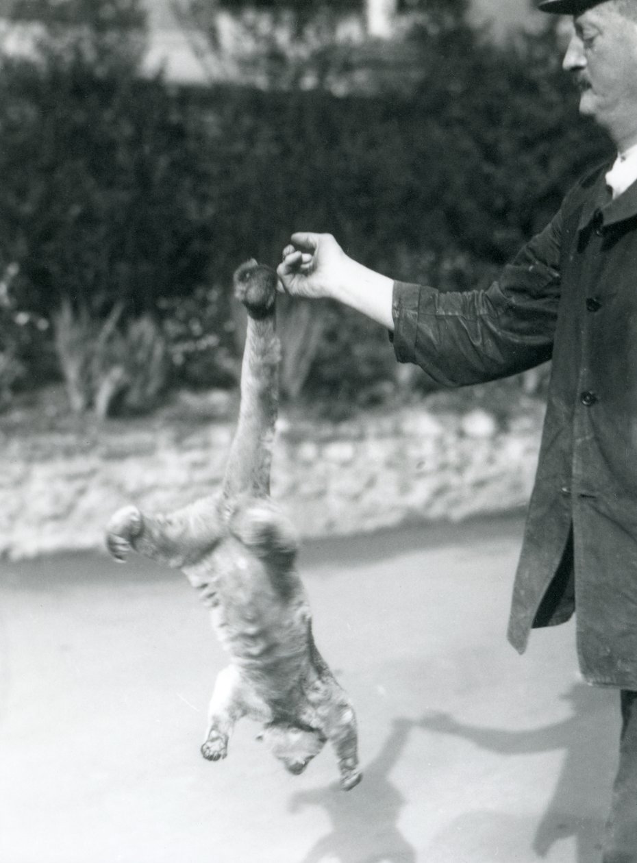 Un kinkajú suspendido boca abajo, del dedo de un cuidador, por su cola prensil, Zoológico de Londres, septiembre de 1925 de Frederick William Bond