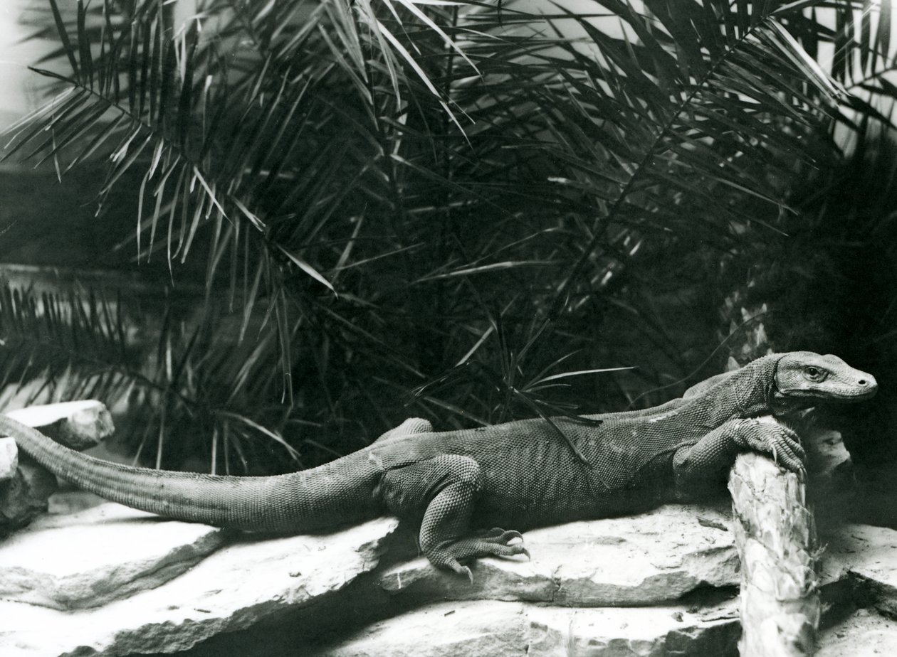 Un Dragón de Komodo descansando su cuello y patas delanteras contra un tronco en el Zoológico de Londres en junio de 1927 de Frederick William Bond