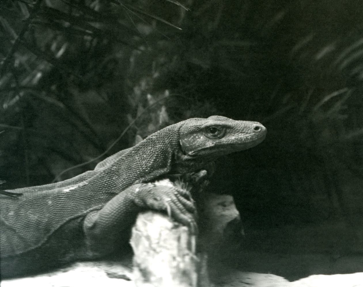 Un Dragón de Komodo descansando su cuello y patas delanteras contra un tronco en el Zoológico de Londres en junio de 1927 de Frederick William Bond