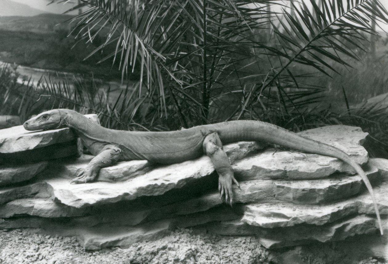 Un dragón de Komodo descansando en una pared rocosa en el Zoológico de Londres en 1927 de Frederick William Bond