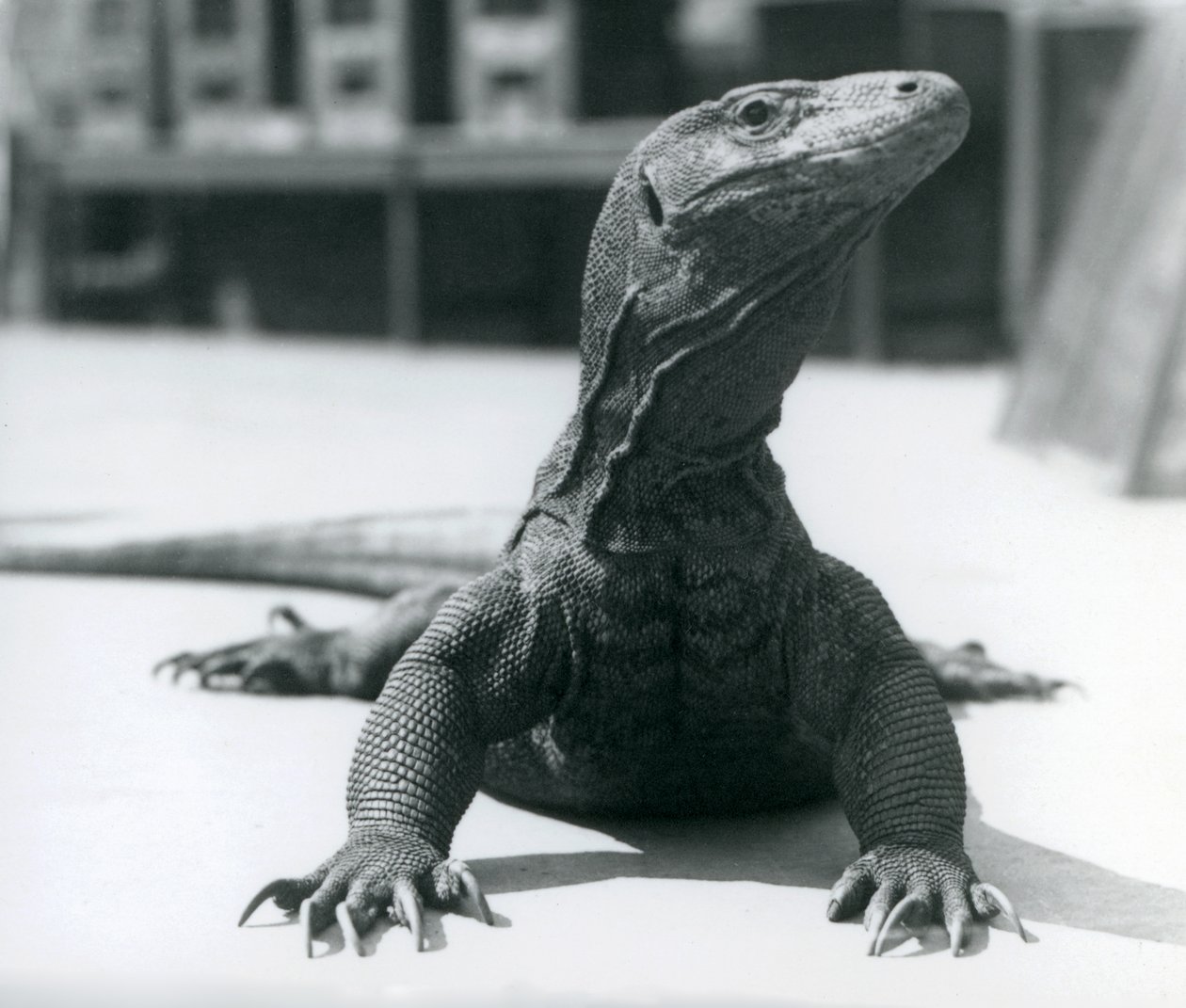 Un dragón de Komodo en el Zoológico de Londres, agosto de 1928 de Frederick William Bond