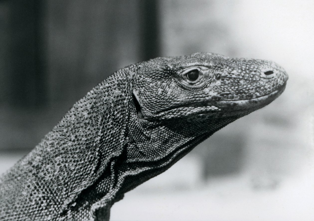 Un Dragón de Komodo en el Zoológico de Londres en agosto de 1928 de Frederick William Bond