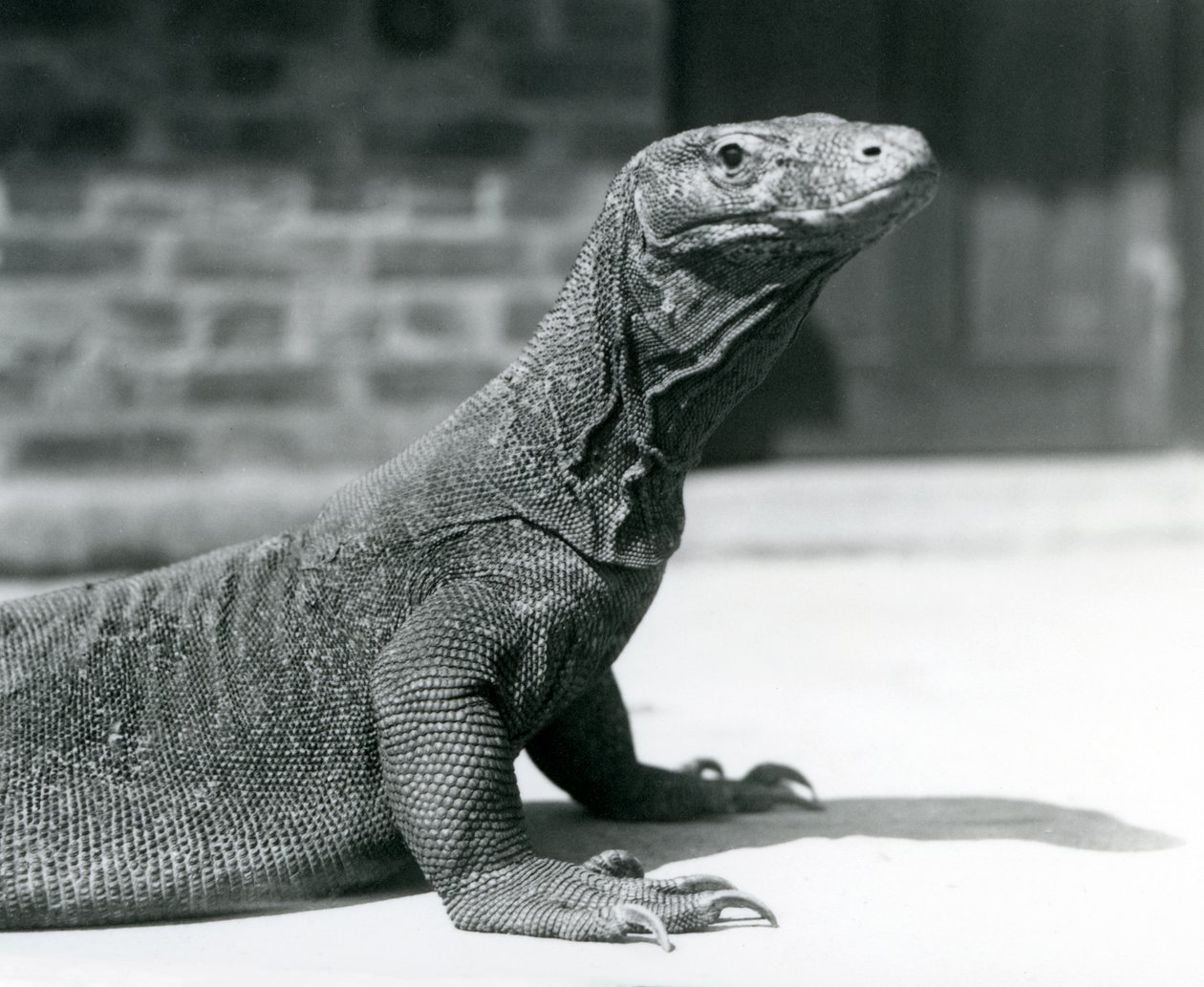 Un Dragón de Komodo en el Zoológico de Londres en agosto de 1928 de Frederick William Bond