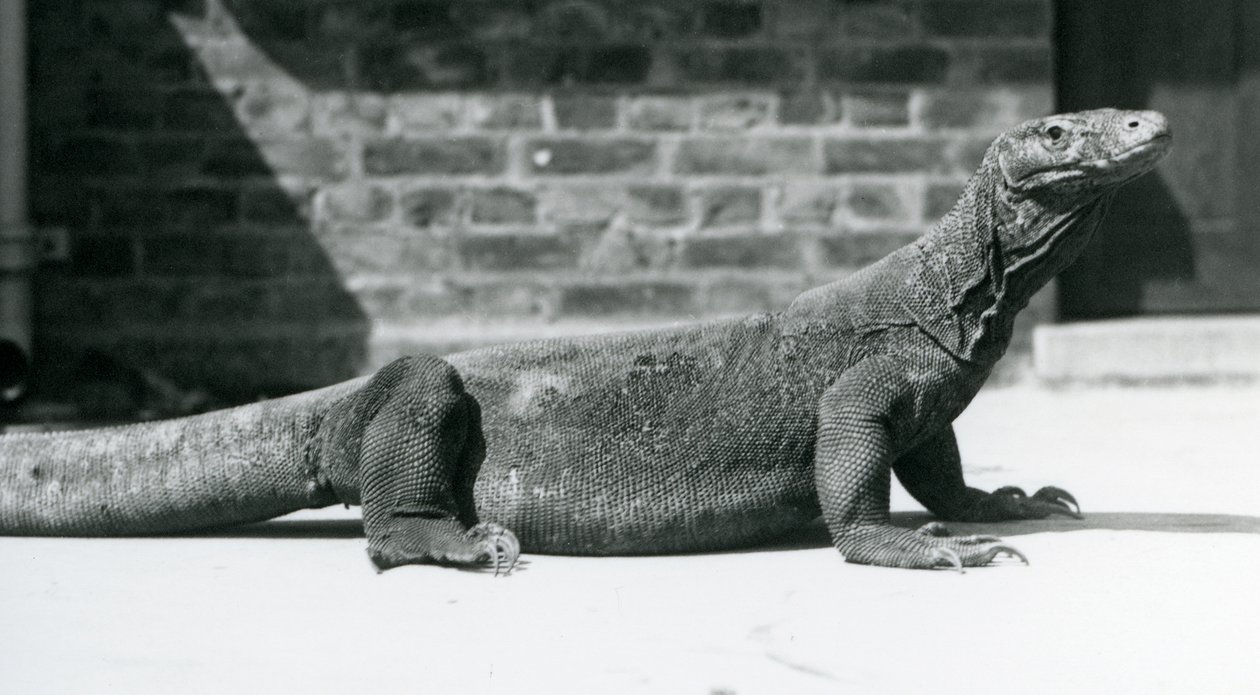 Un Dragón de Komodo en el Zoológico de Londres en agosto de 1928 de Frederick William Bond