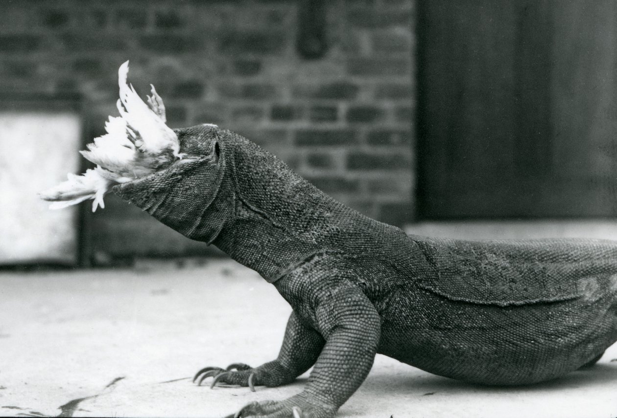 Un Dragón de Komodo comiendo un pollo en el Zoológico de Londres en agosto de 1928 de Frederick William Bond