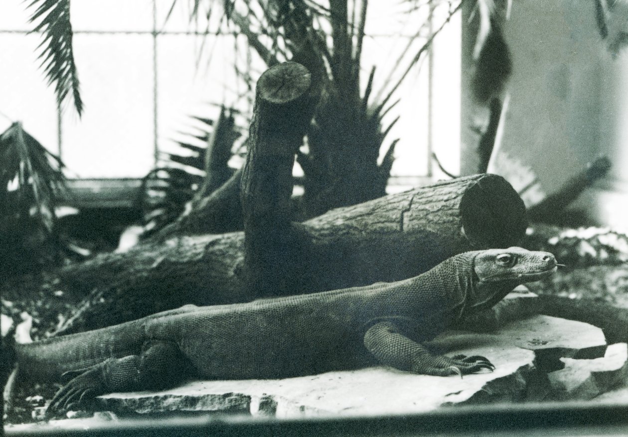 Un Dragón de Komodo en la Casa de los Reptiles en el Zoológico de Londres en agosto de 1928 de Frederick William Bond