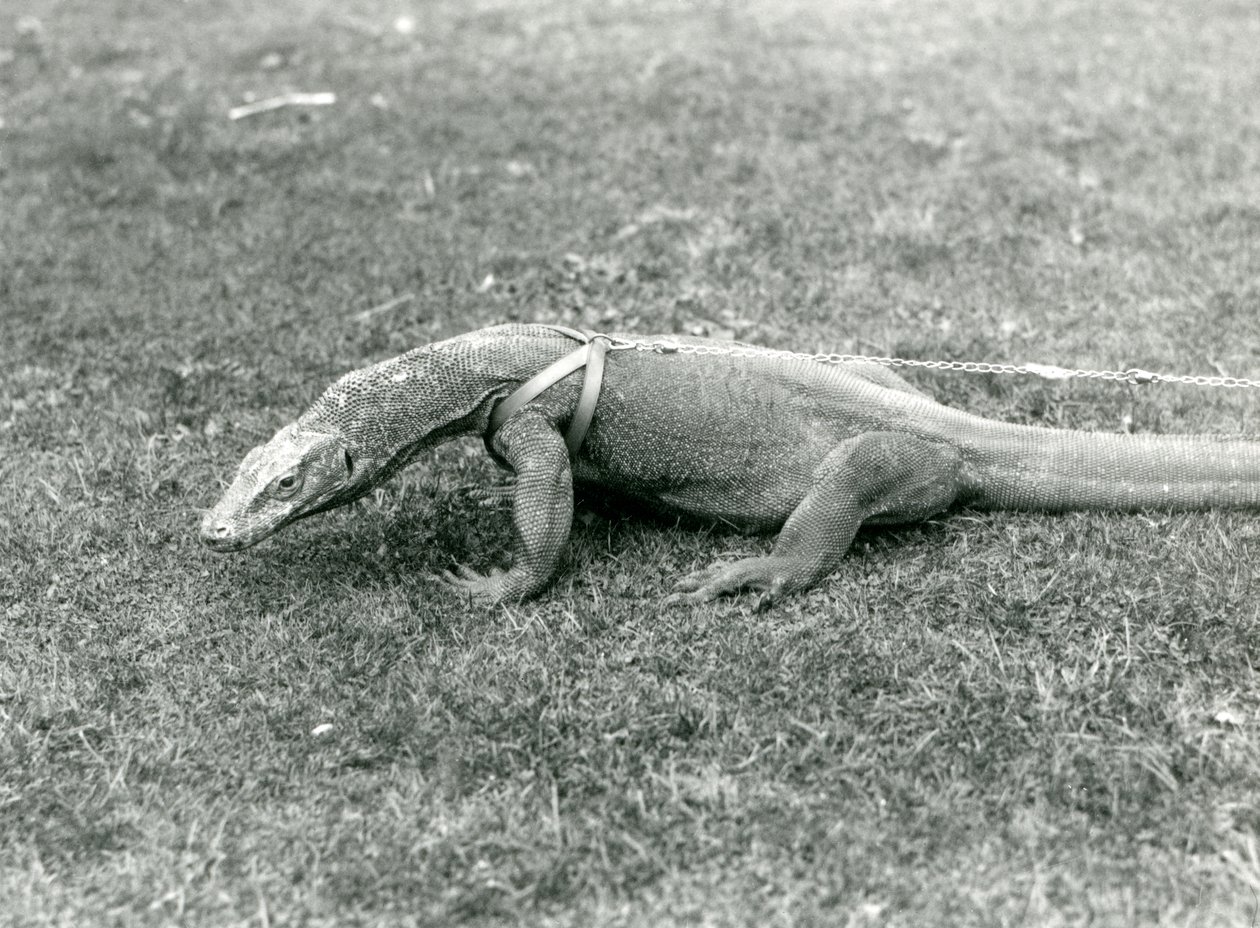 Un Dragón de Komodo paseando por un césped, con arnés y correa de Frederick William Bond