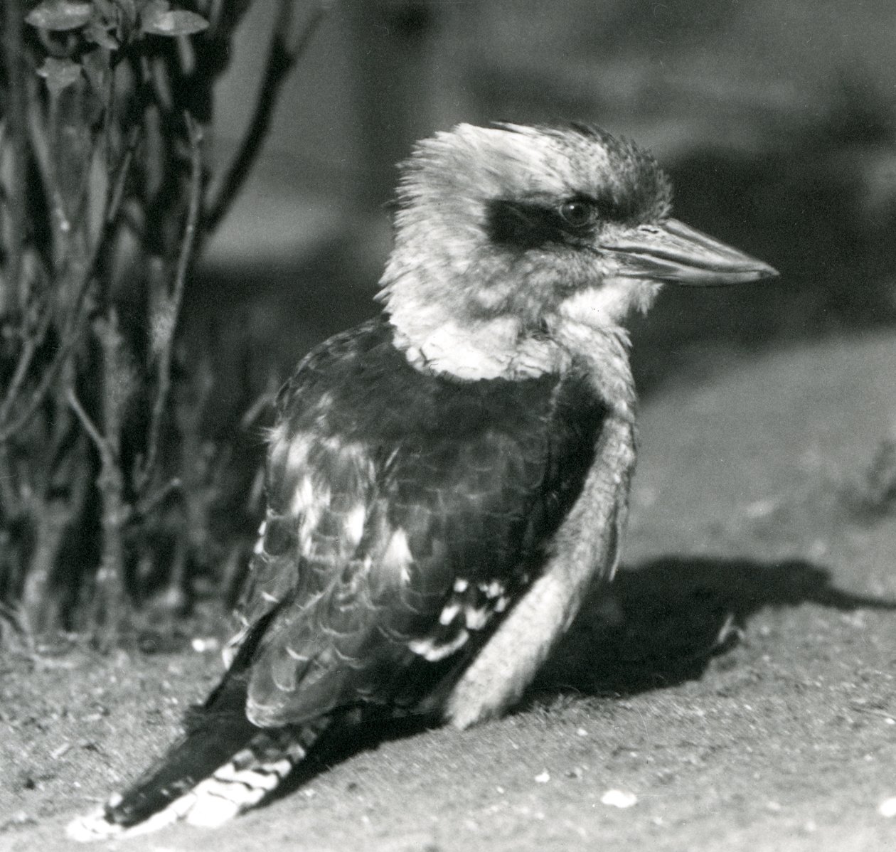 Un kookaburra risueño en el Zoológico de Londres en abril de 1925 de Frederick William Bond
