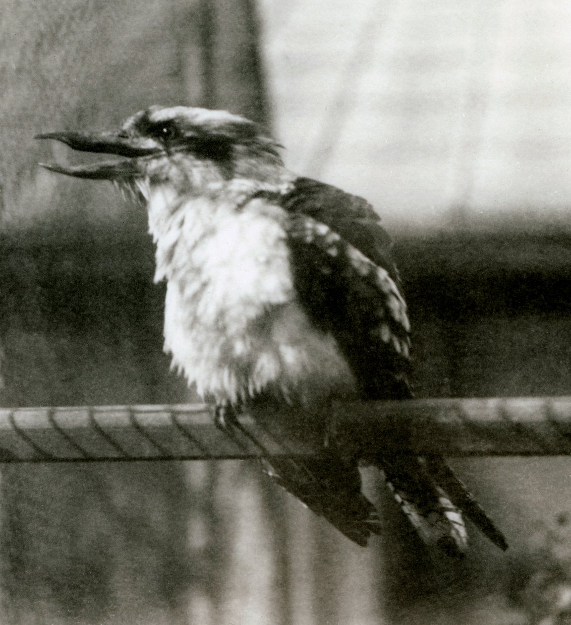 Un kookaburra risueño en el Zoológico de Londres en octubre de 1924 de Frederick William Bond