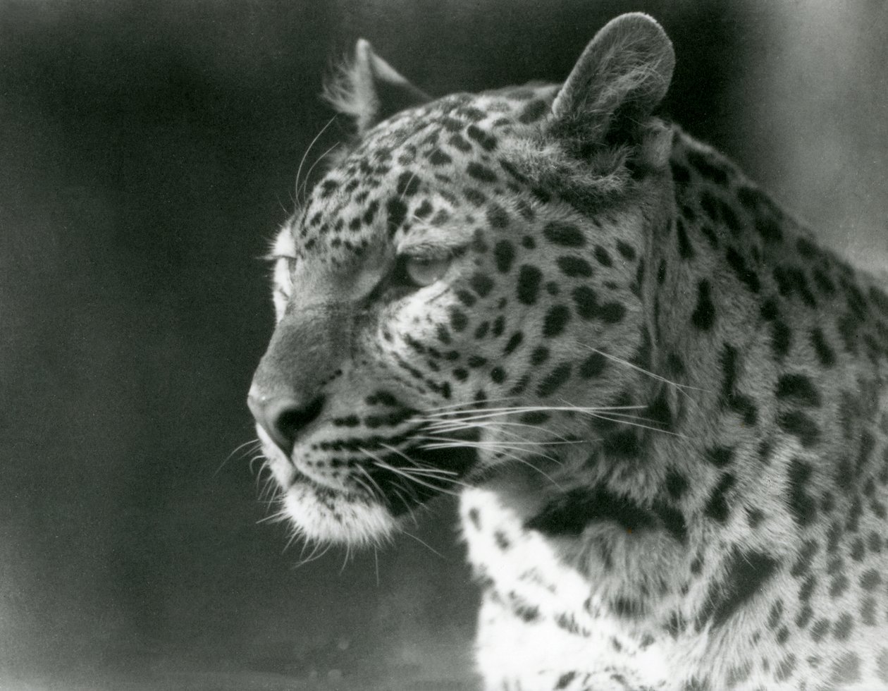 Un leopardo en el Zoológico de Londres en 1930 de Frederick William Bond